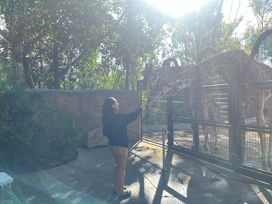 DMC team member feeding a giraffe at the San Diego Zoo