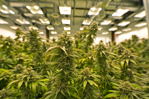 Marijuana Grow Room
