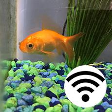 Using IoT, a Particle Internet Button, and Slack to Feed a Fish