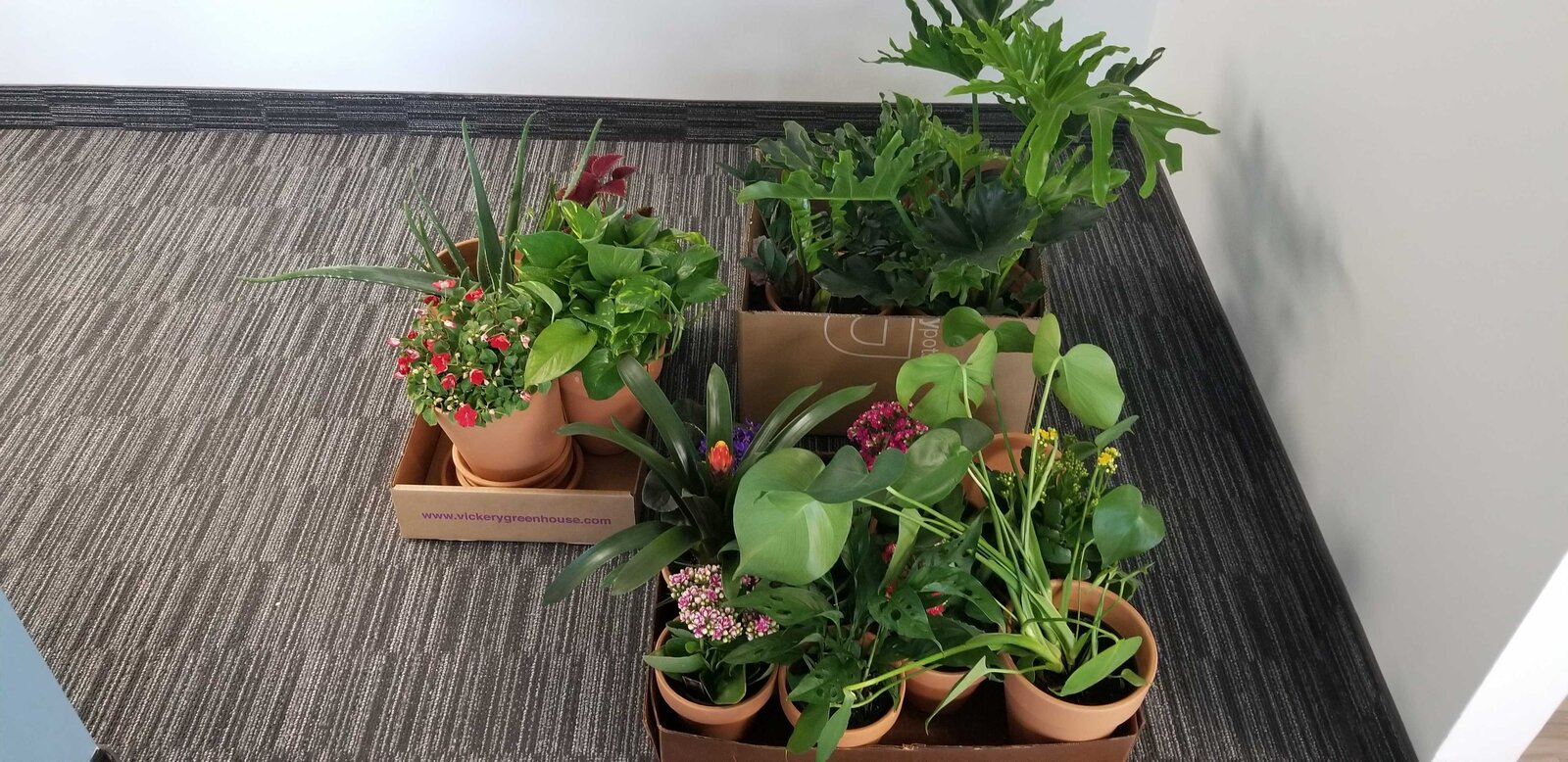 New plants at the DMC Dallas Office