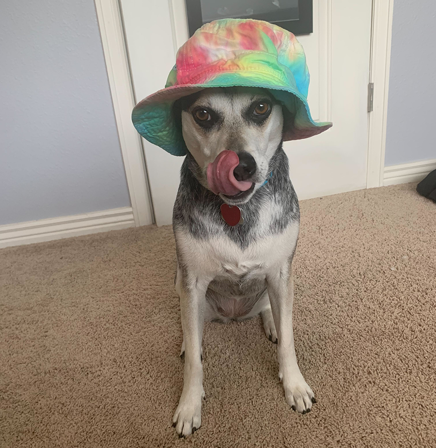 Pepper in tie-dyed hat