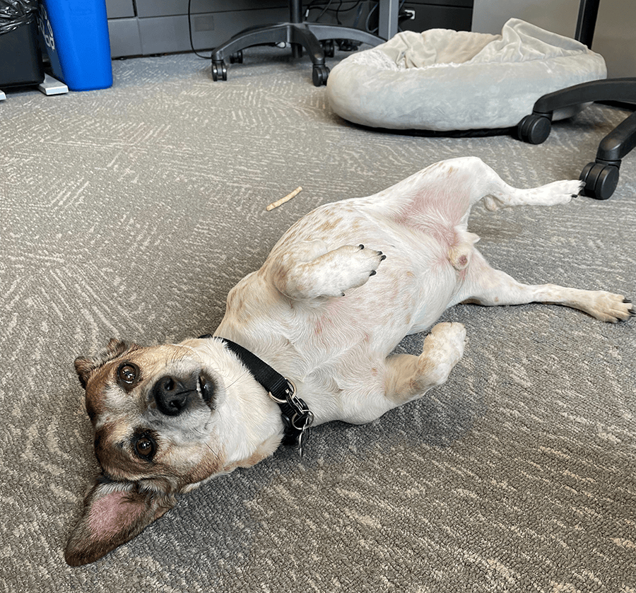 Arthur checking floor levelness in Chicago