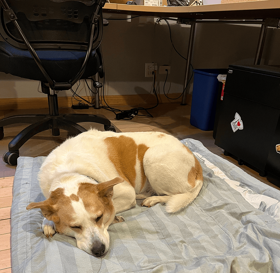 Bailey napping in the marketing quad in Chicago