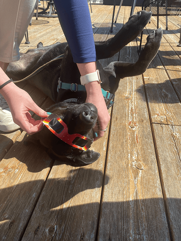 Dog with Eclipse Glasses