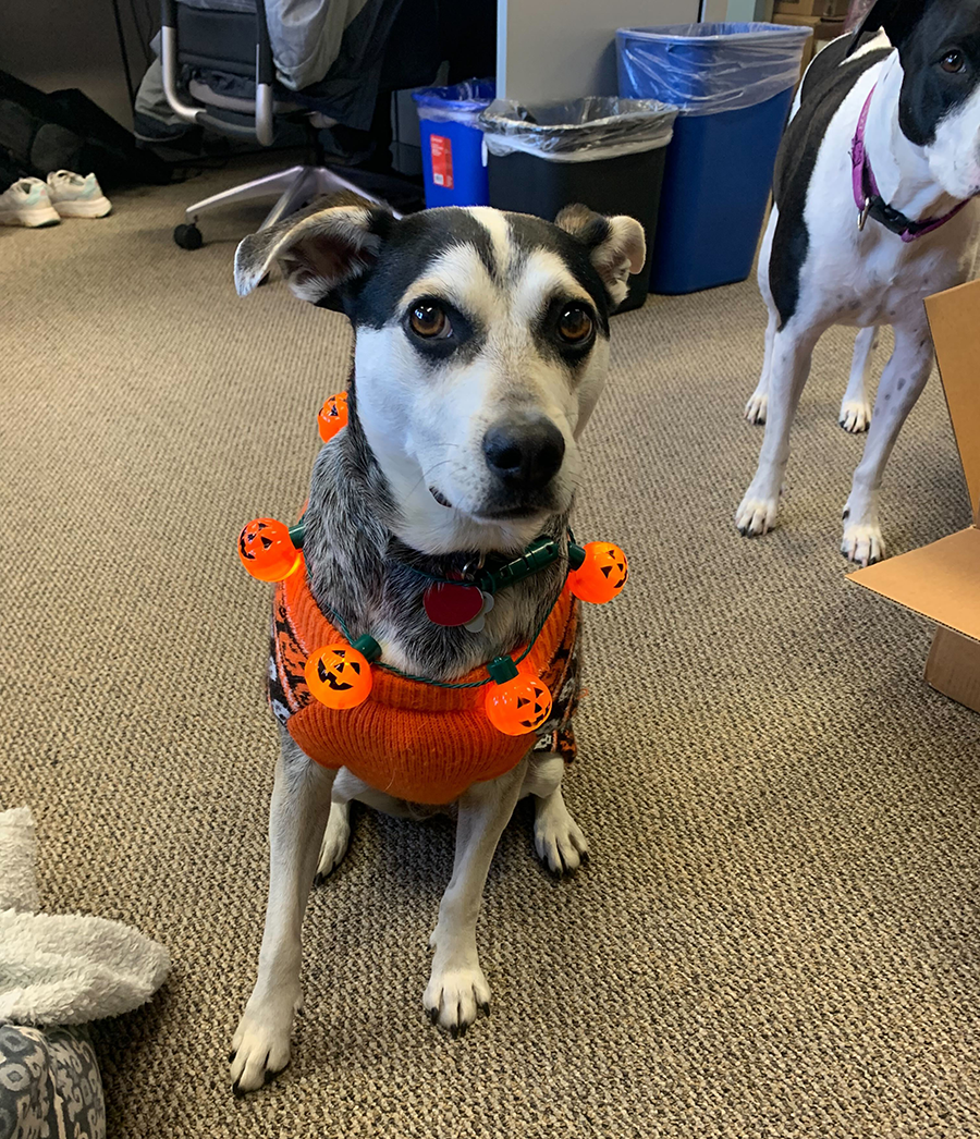 Pepper in her Halloween costume
