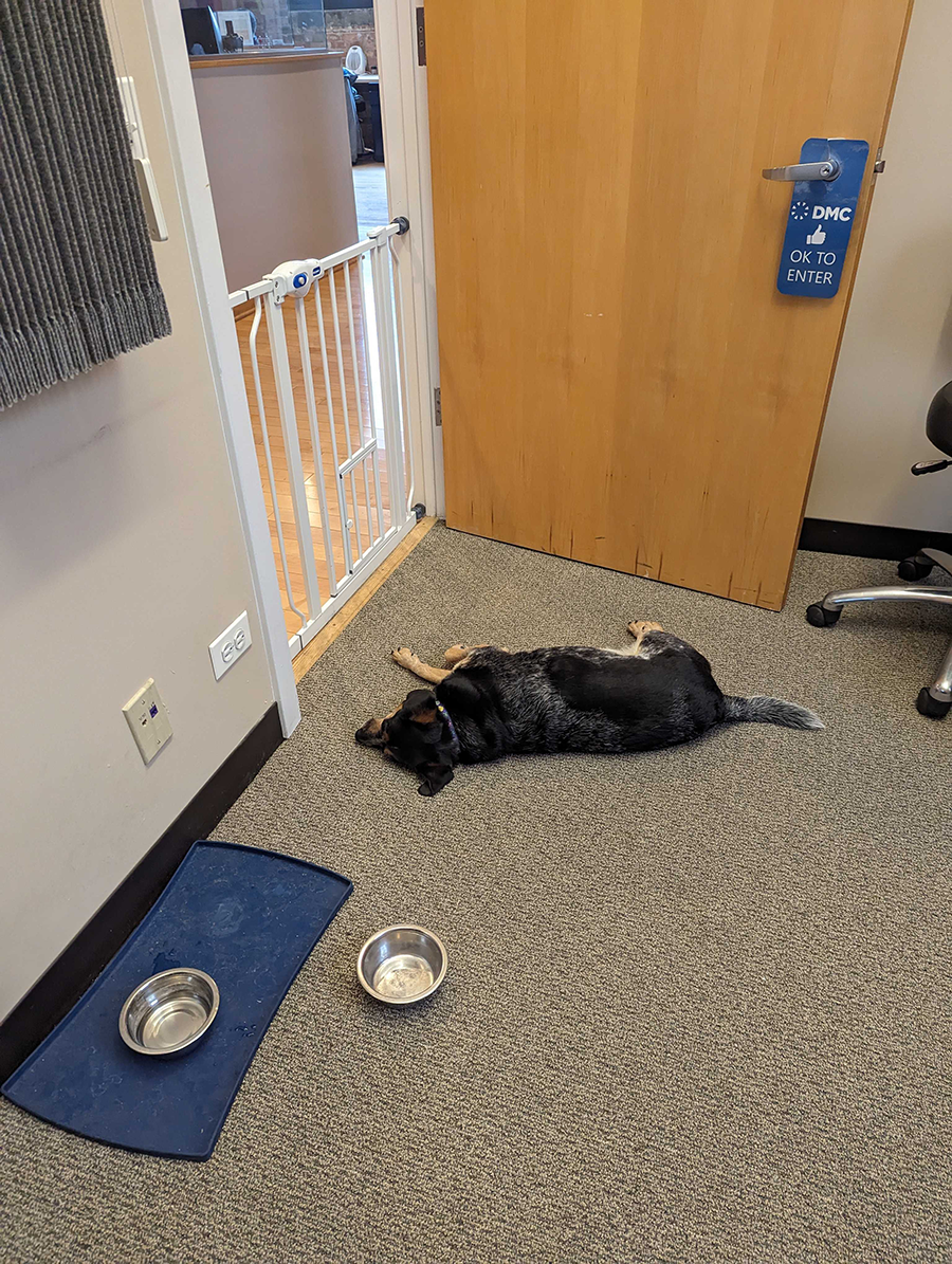 Pepper tired after a long day at the Chicago office