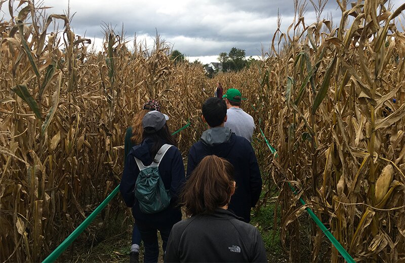 Corn maze