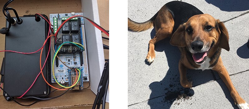 Moisture content detection set-up for the rooftop garden at DMC Chicago. Rosco hangs out in the sun on the roof.