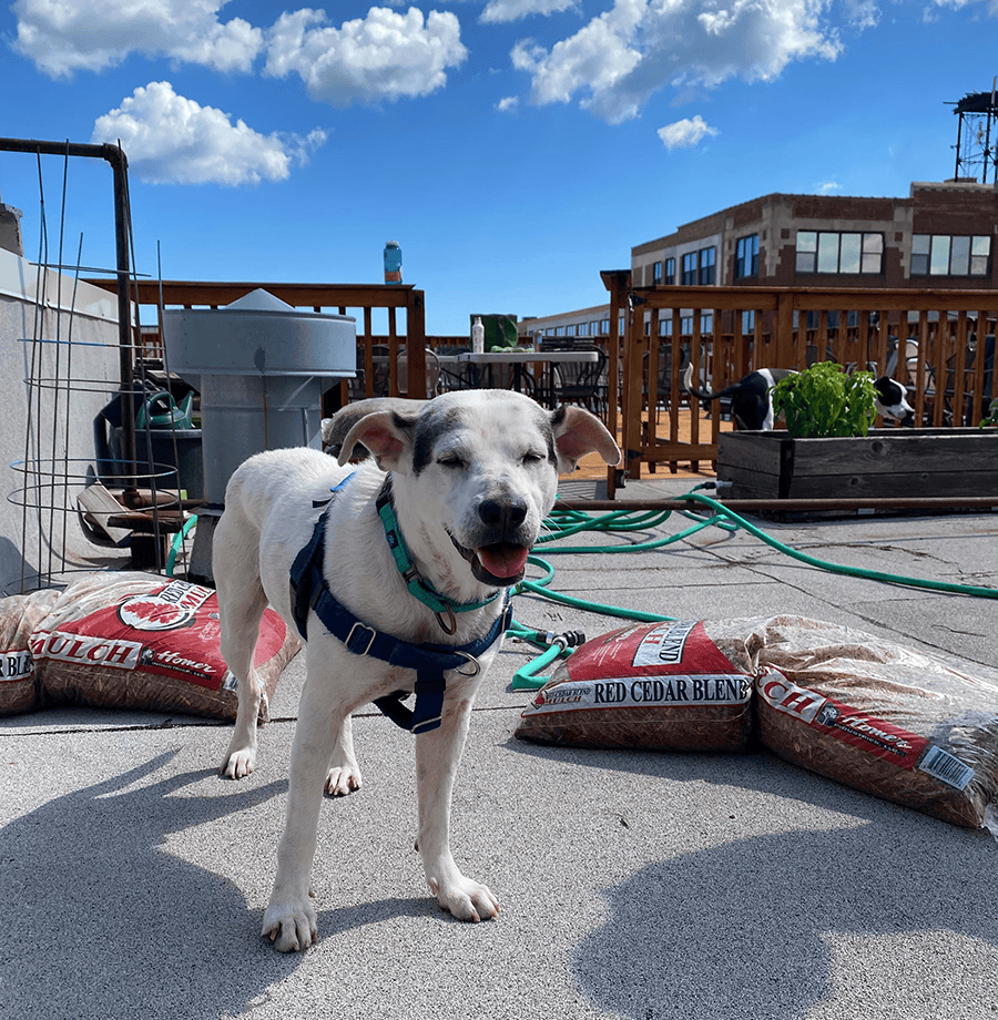 DMC Dog Pippin in the rooftop garden