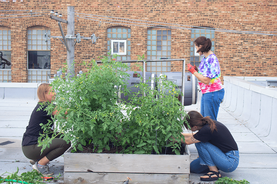 DMC Chicago sprucing up the rooftop garden