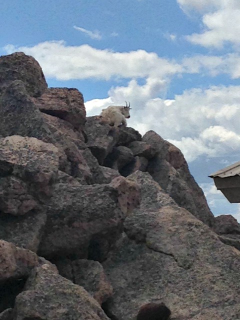 A mountain goat says hello to DMC employees atop Denver's Mount Evans.