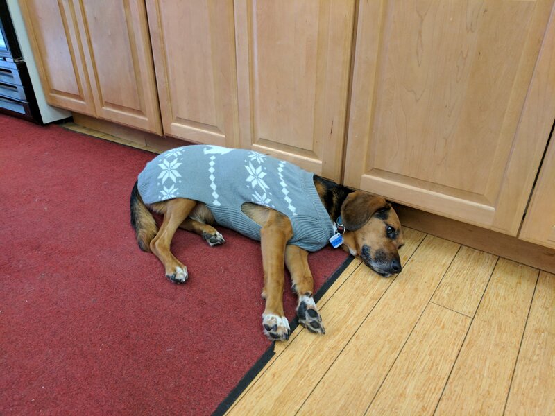 Photo of Rosco the dog laying down in the kitchen wearing the tracker tile for the Dog Tracker.