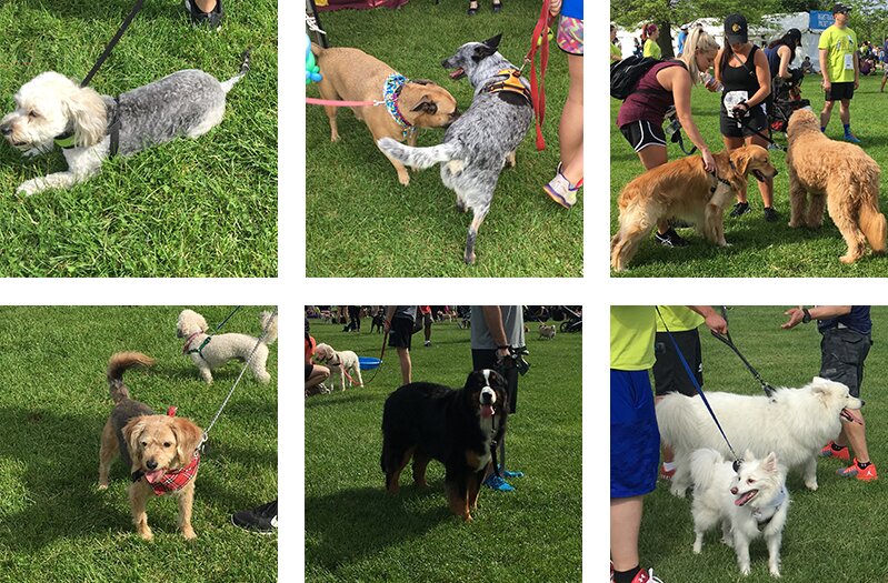 Photo collage of dogs at the PAWS 5K.