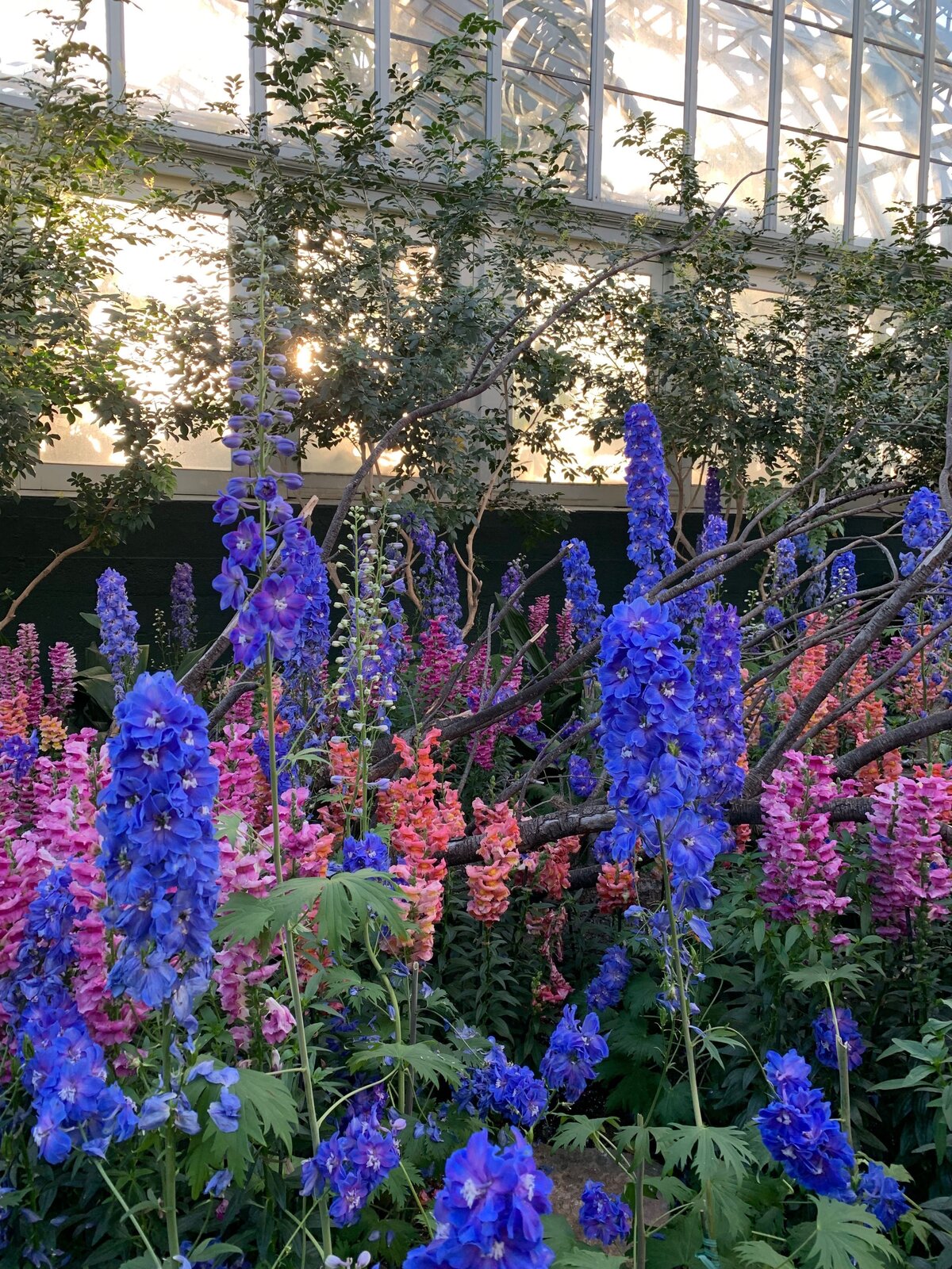 Blue Flowers