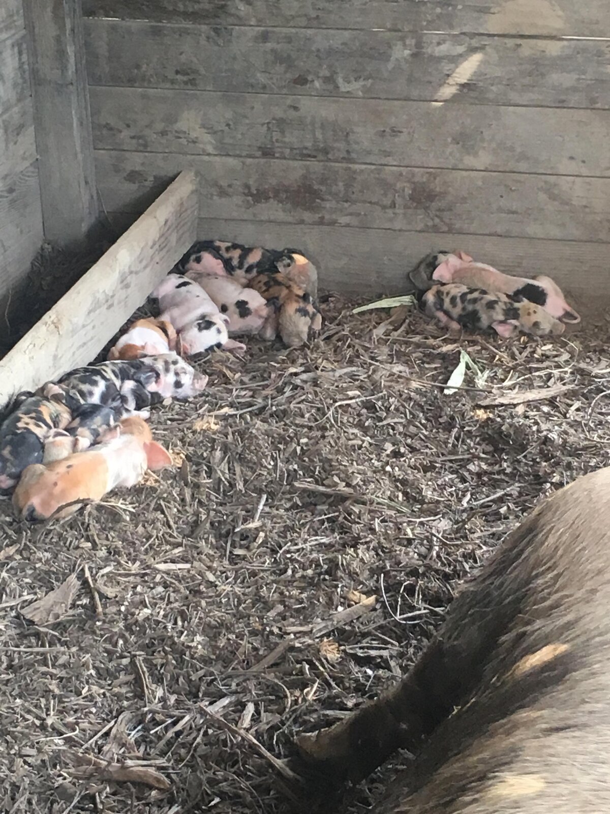 Sonoma Pigs