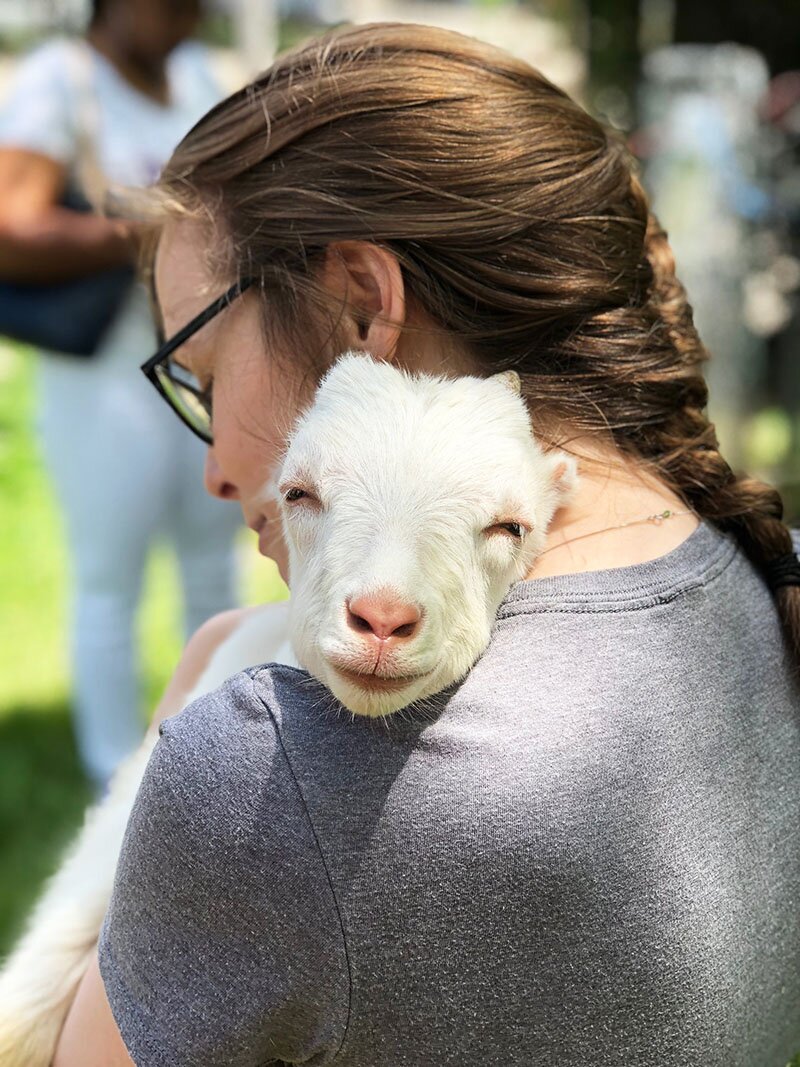 DMC loves goat yoga and baby goats