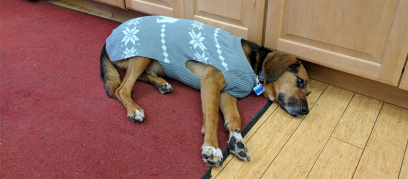 Rosco rests in the kitchen after a long day of testing out the dog tracker.