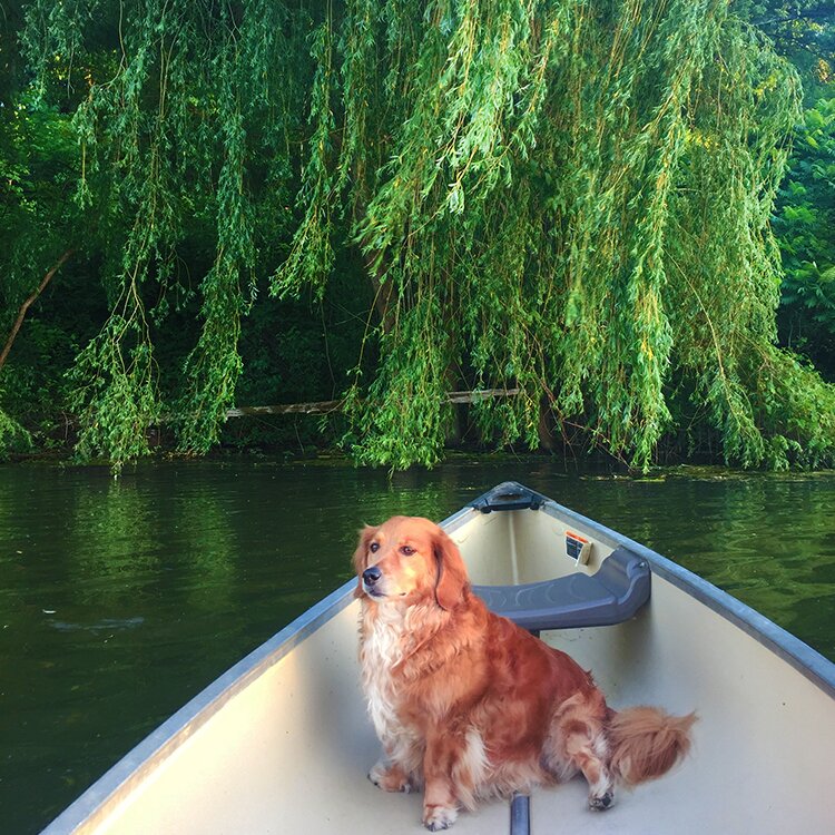 Photo of Wiskie sitting in a boat in the water by a willow tree.