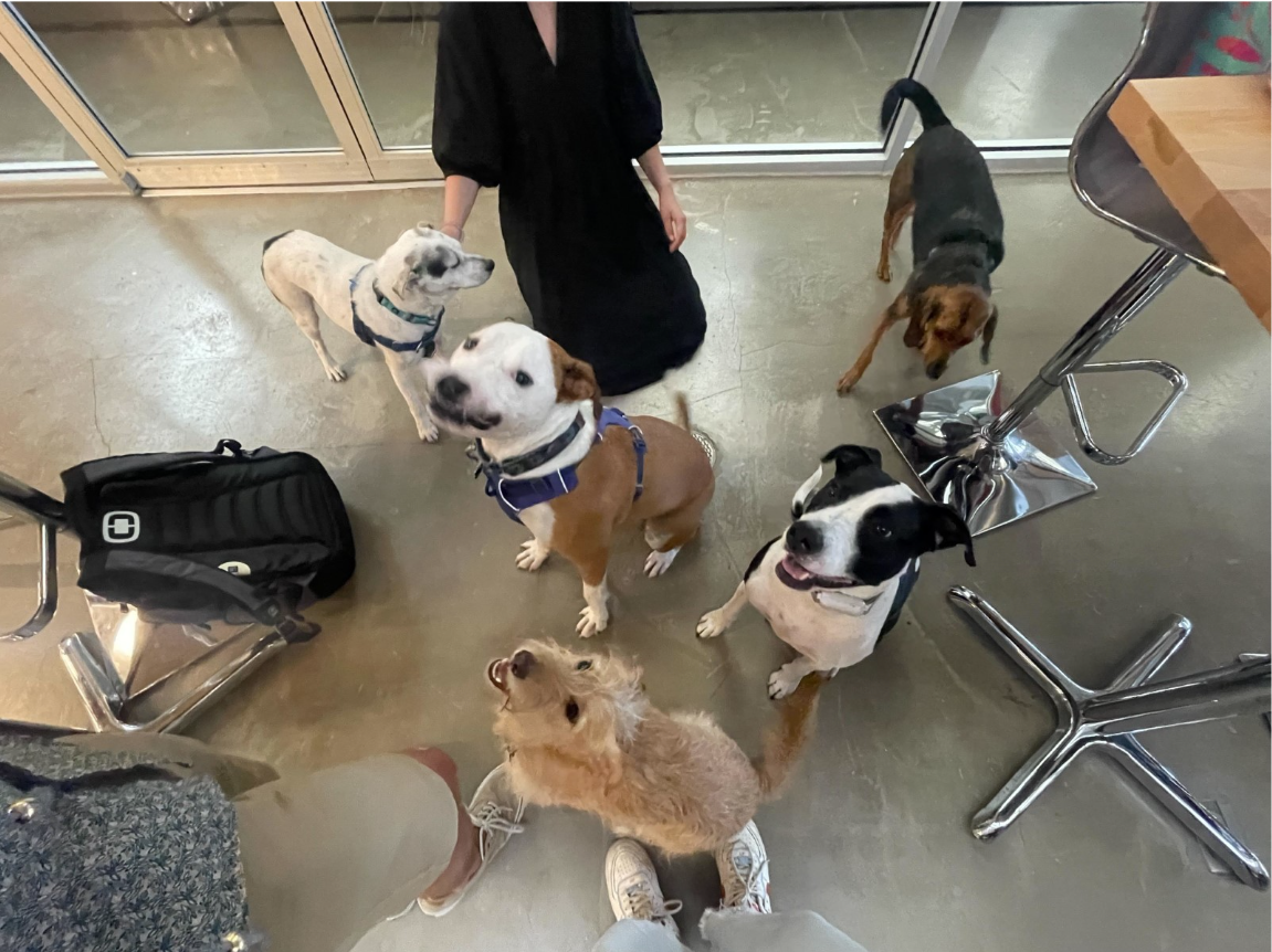 Puppy chaos at the Chicago office