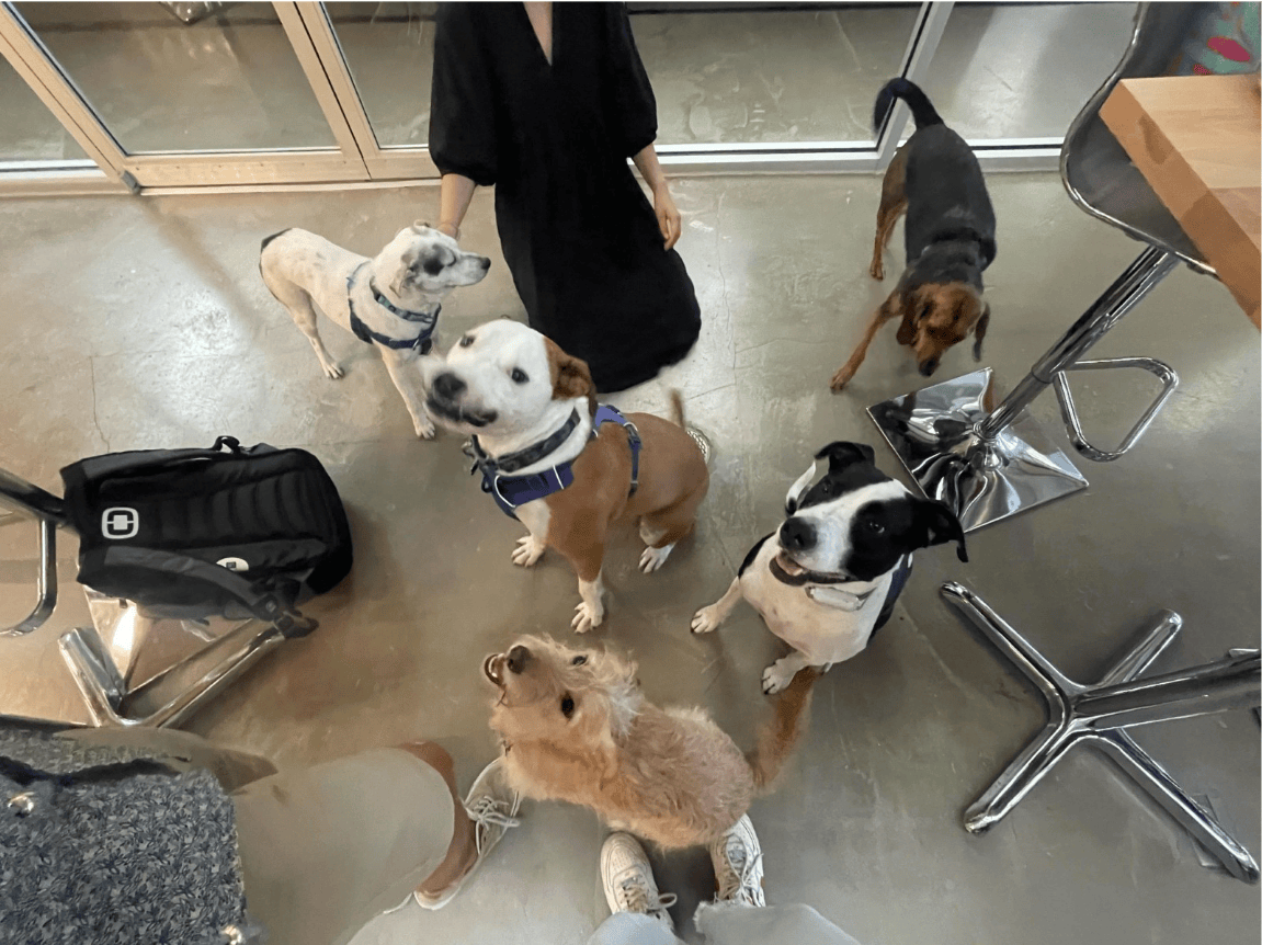 Puppy chaos at the Chicago office