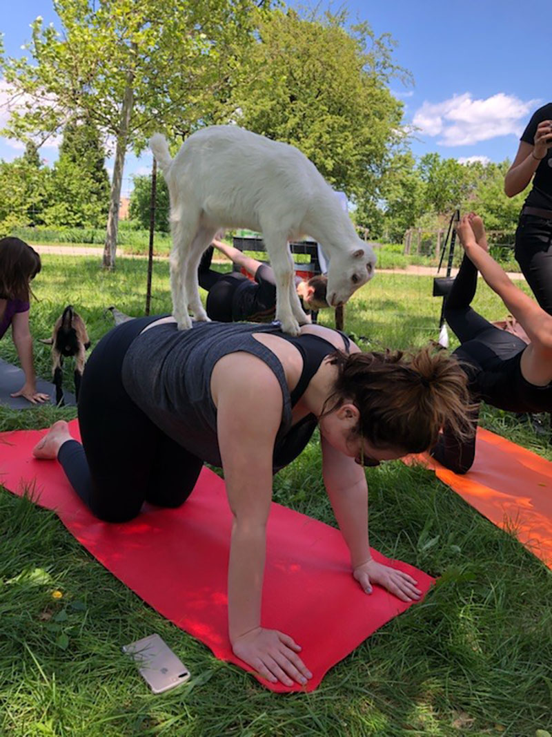 Elisha DMC doing yoga poses with goat