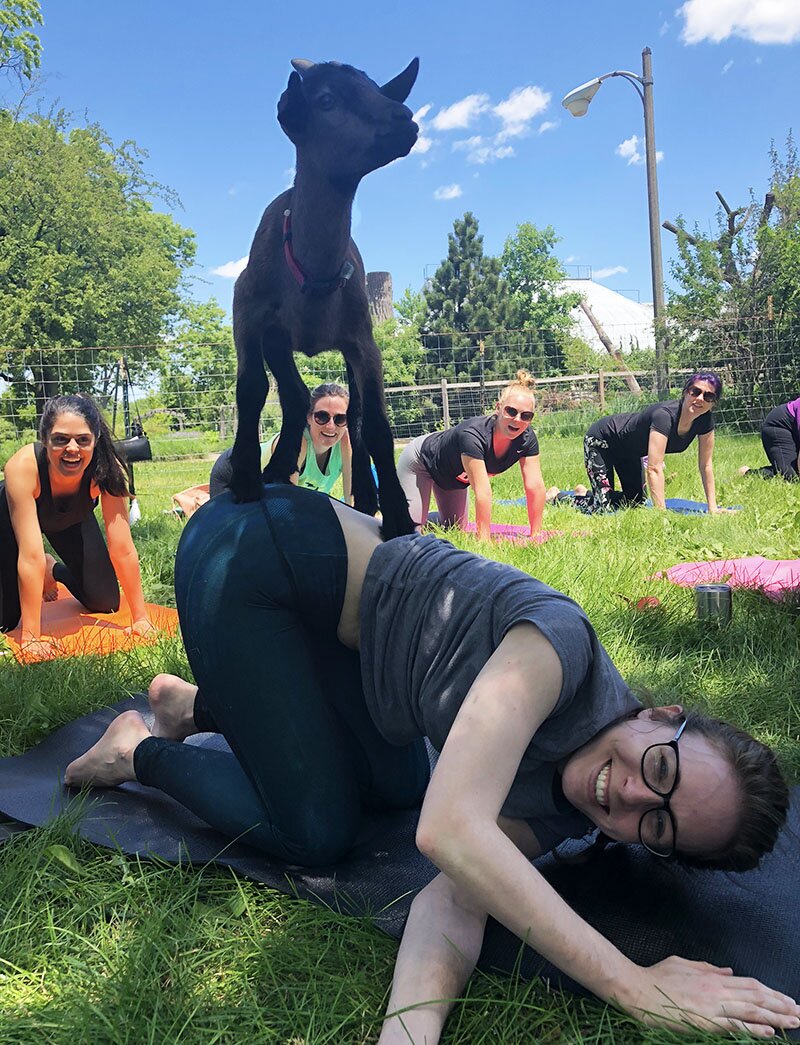 Molly DMC doing Goat Yoga