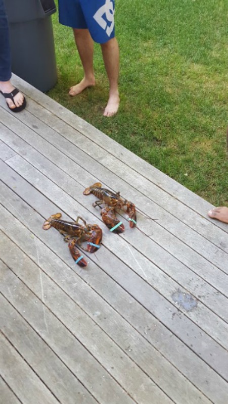 Lobster race