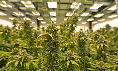 Marijuana Grow Room